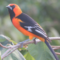 Altamira Oriole